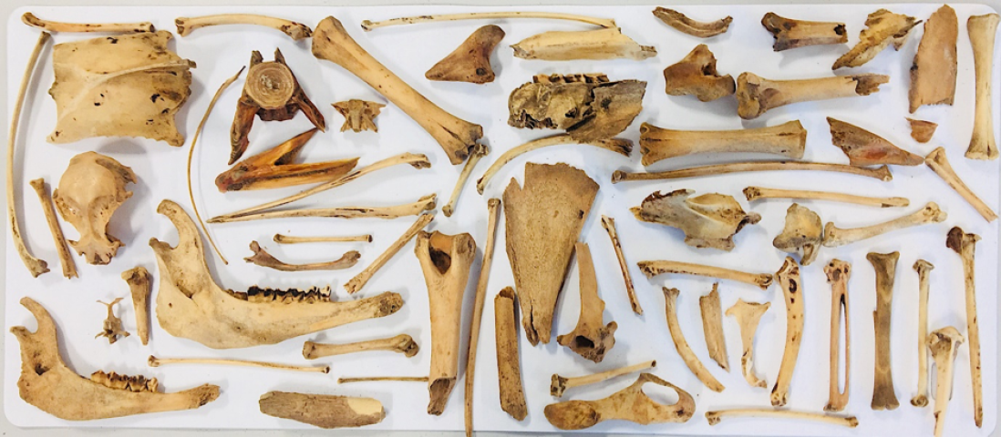 DAACS | Towards an Archaeology of Animals