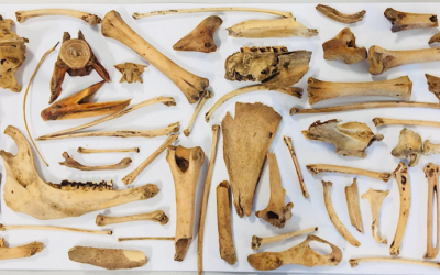 DAACS | Towards an Archaeology of Animals